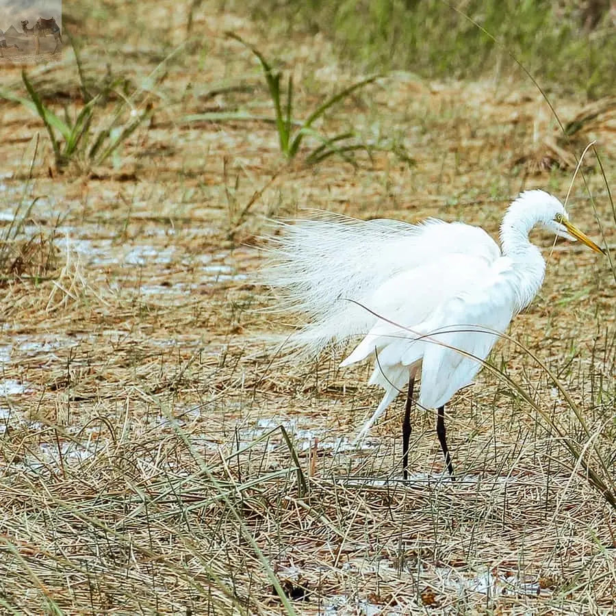 Miami Everglades National Park Airboat Tour & Wildlife Show 