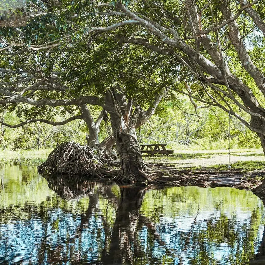 Miami Everglades National Park Airboat Tour & Wildlife Show 