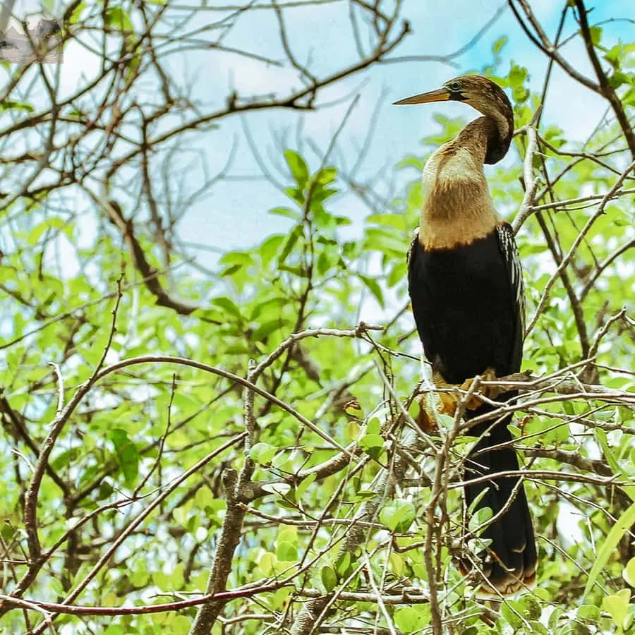 Miami Everglades National Park Airboat Tour & Wildlife Show 