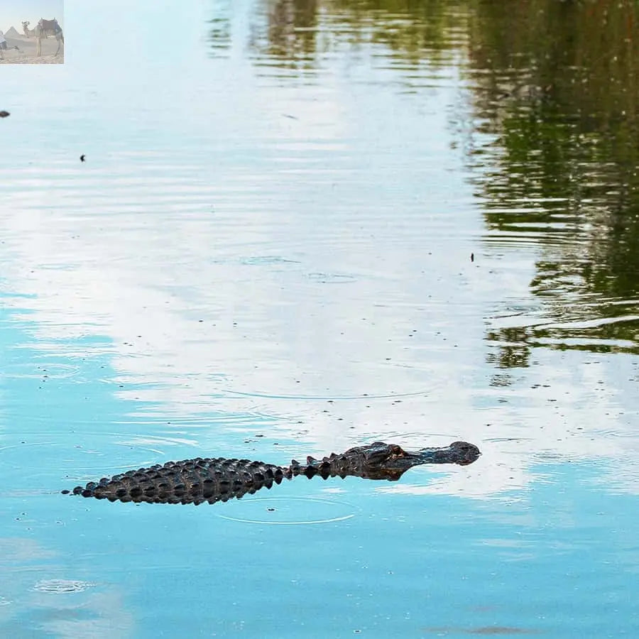 Miami Everglades National Park Airboat Tour & Wildlife Show 