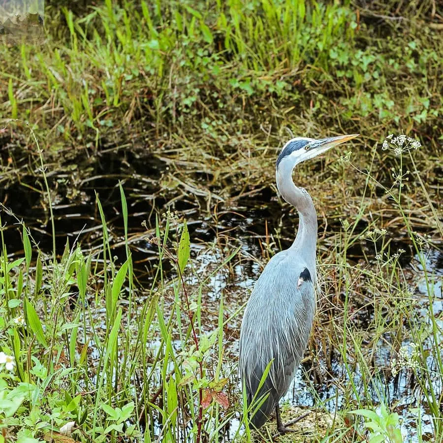 Miami Everglades National Park Airboat Tour & Wildlife Show 
