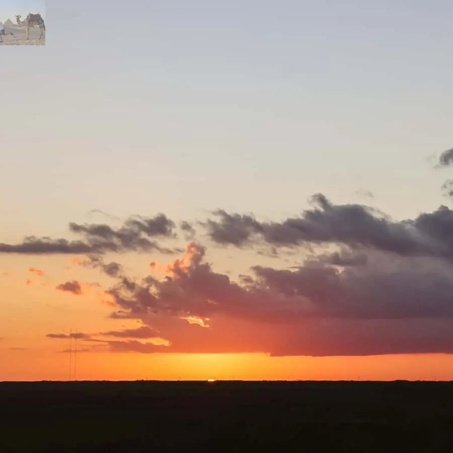 Miami Everglades National Park Airboat Tour & Wildlife Show 