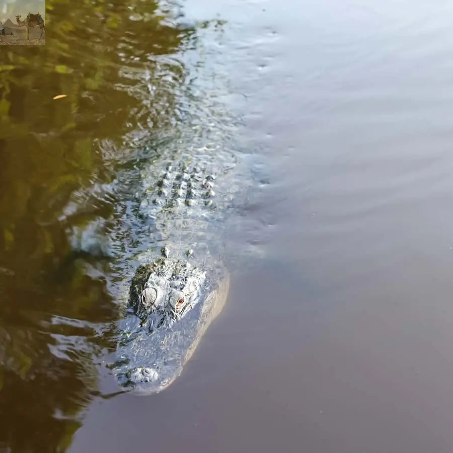 Miami Everglades National Park Airboat Tour & Wildlife Show 