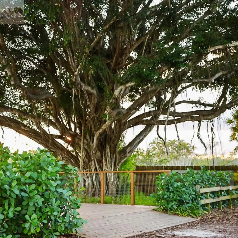 Miami Everglades National Park Airboat Tour & Wildlife Show 