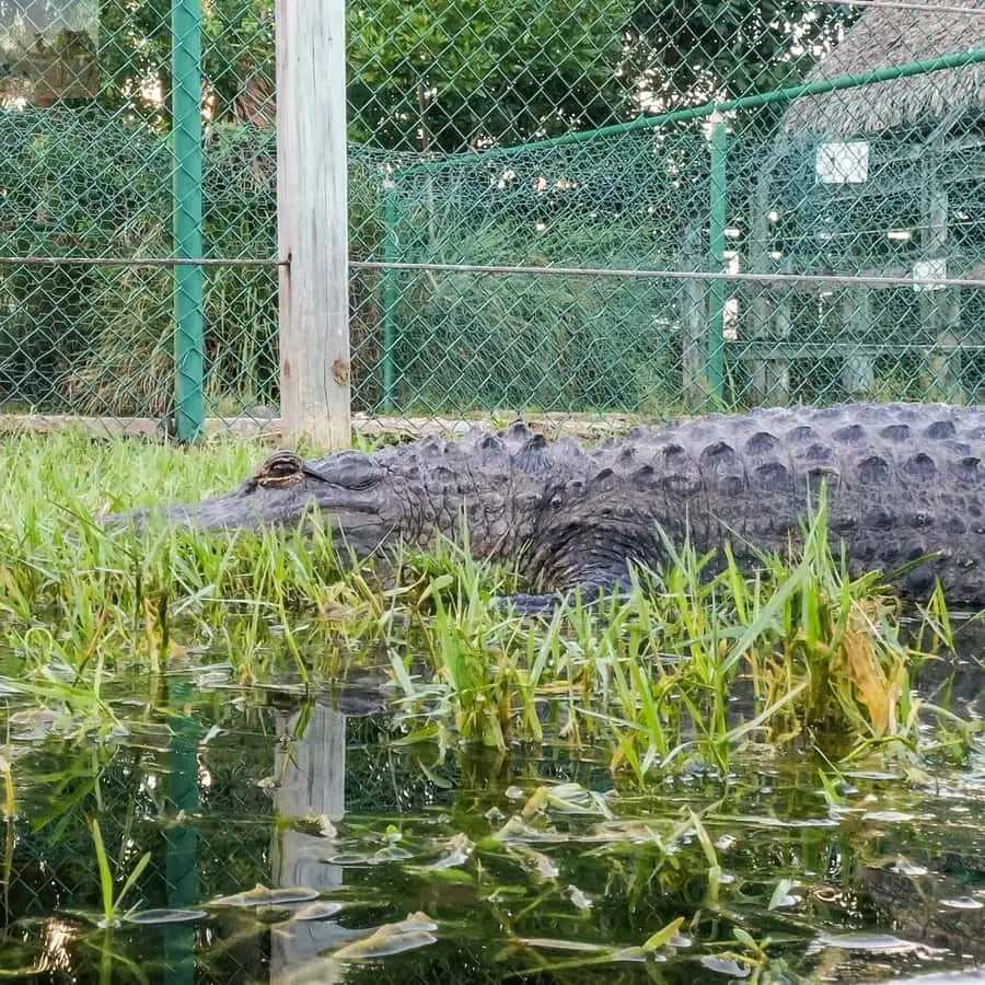 Miami Everglades National Park Airboat Tour & Wildlife Show 
