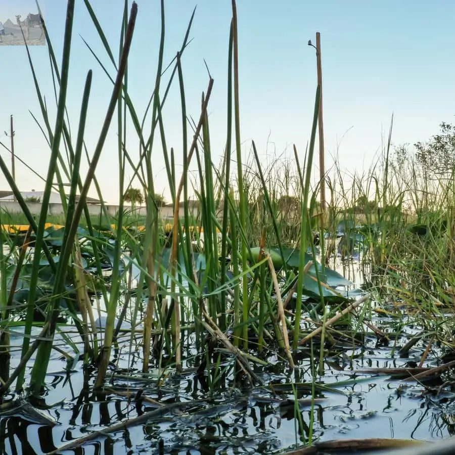 Miami Everglades National Park Airboat Tour & Wildlife Show 