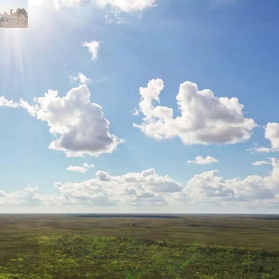 Miami Everglades National Park Airboat Tour & Wildlife Show 