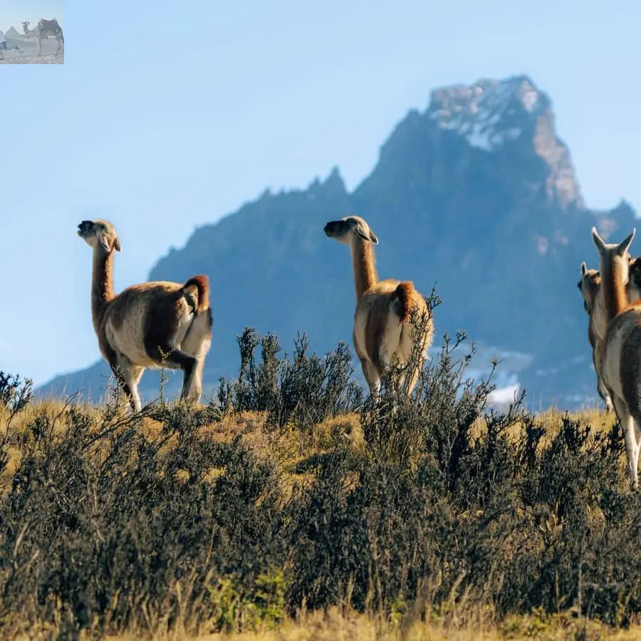 Puerto Natales Torres del Paine Full Day Tour 