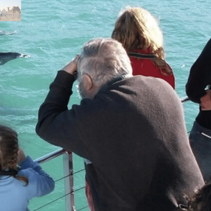 Sydney Jervis Bay Day Trip with Dolphins Roos & Beach Time 