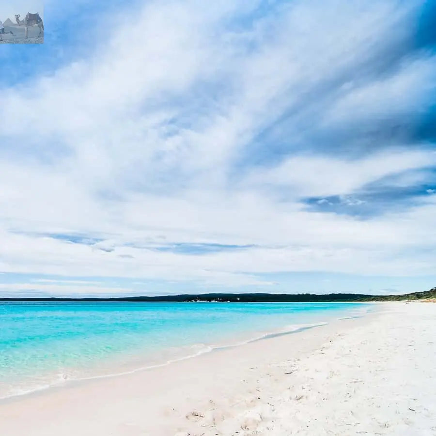 Sydney Jervis Bay Day Trip with Dolphins Roos & Beach Time 