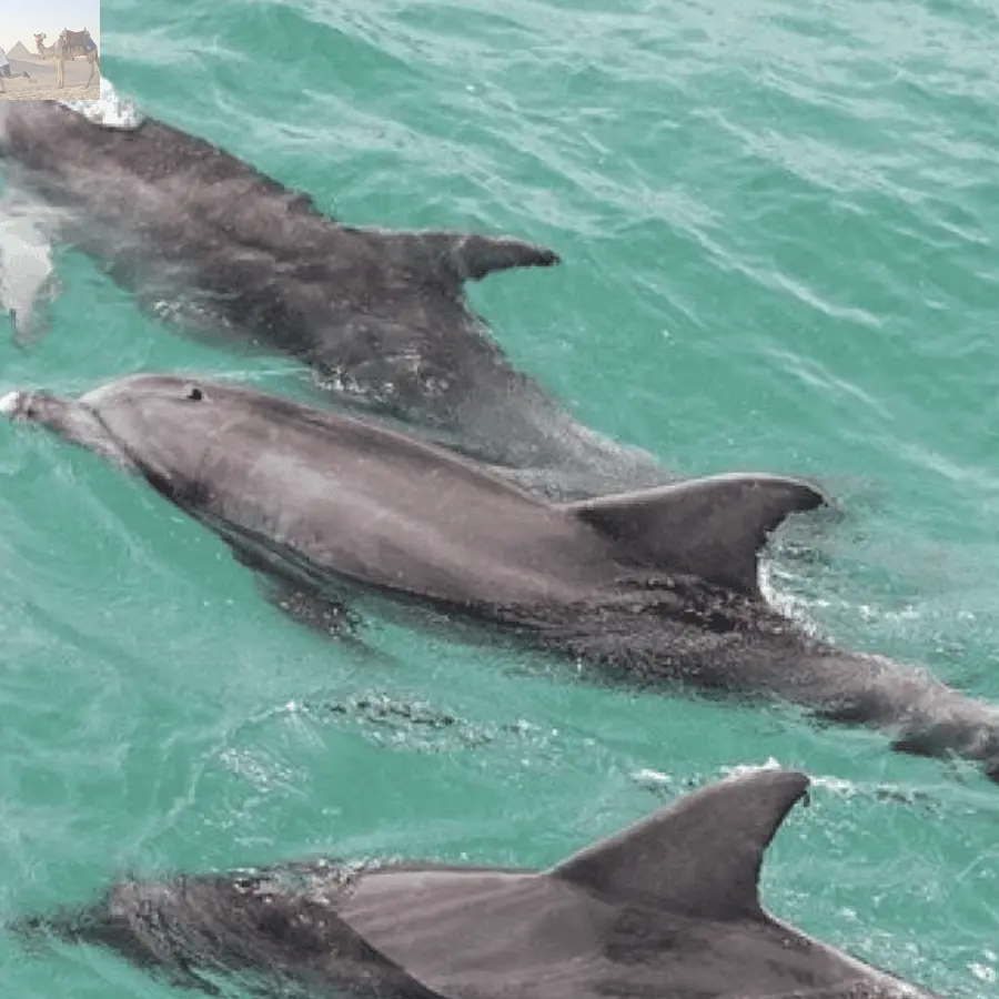 Sydney Jervis Bay Day Trip with Dolphins Roos & Beach Time 