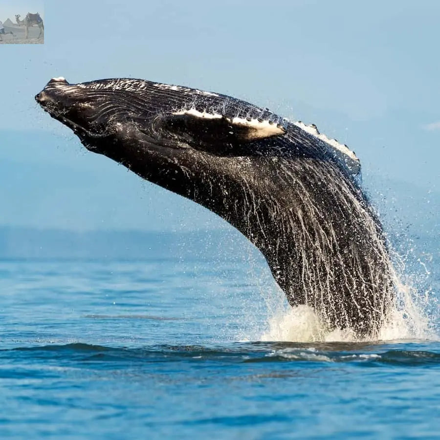 Sydney Whale Watching Adventure Cruise 