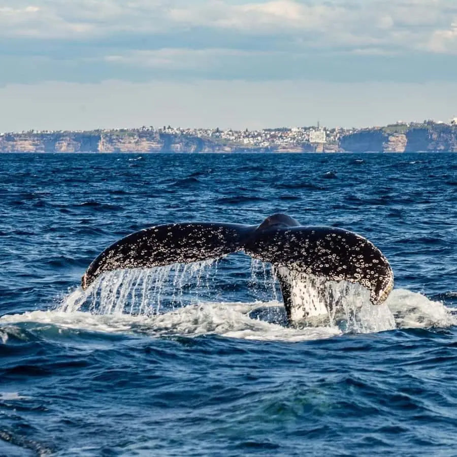 Sydney Whale Watching Adventure Cruise 