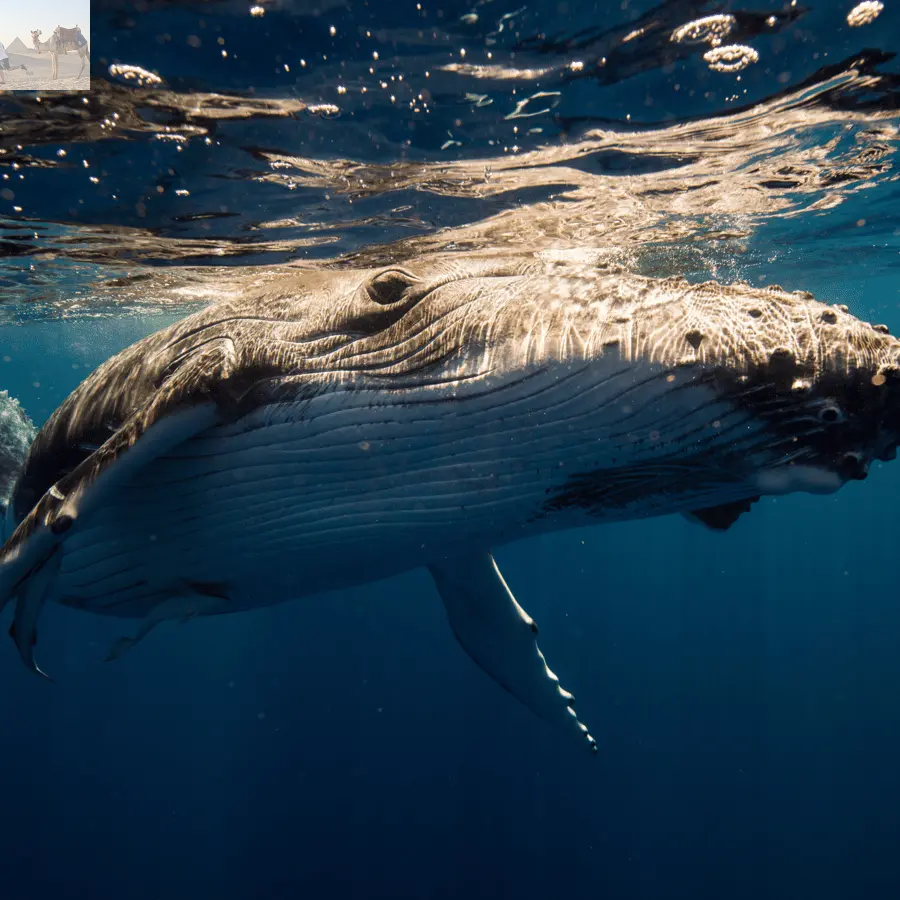 Sydney Whale Watching Adventure Cruise 