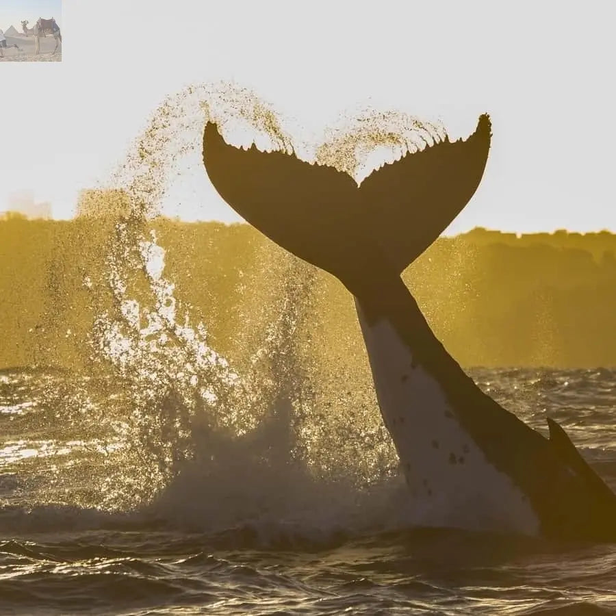 Sydney Whale Watching Adventure Cruise 