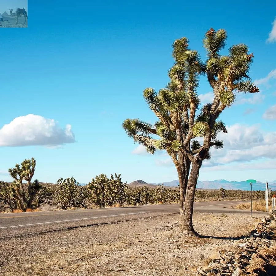 Vegas Grand Canyon Hoover Dam Lunch Skywalk 
