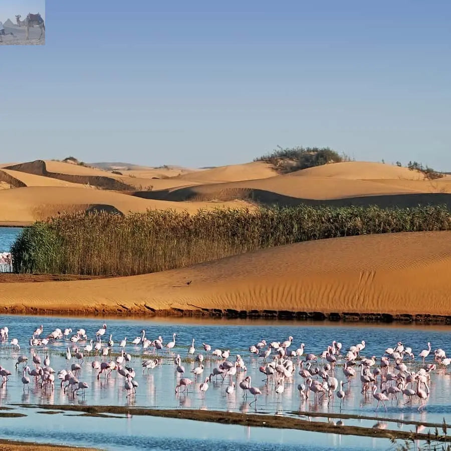 Walvis Bay and Sandwich Harbour Tour 