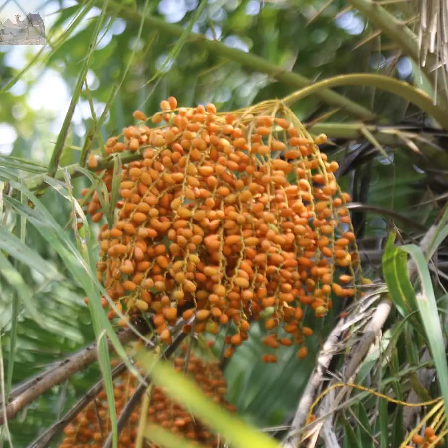 Zimbabwe Zambia Guided Tour of the Falls from Both Sides 