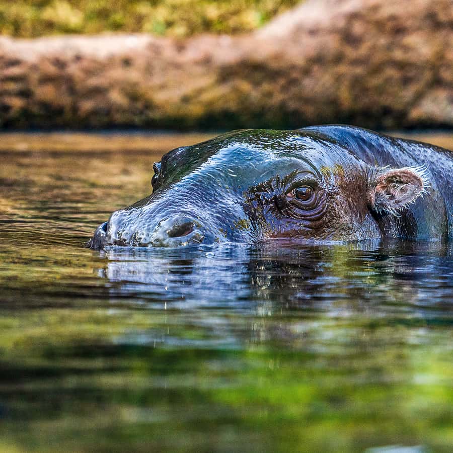 Tenerife: Loro Parque Entry Ticket Hotels Booking Trips