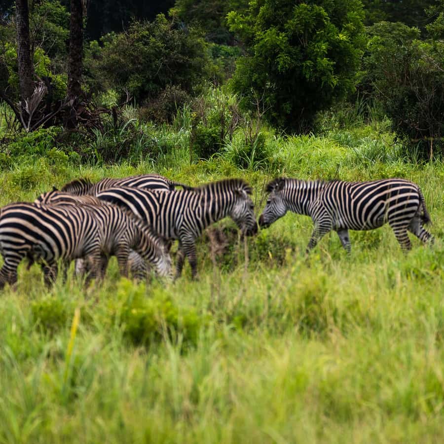 From Zanzibar: Mikumi Safari Day Trip with Flights and Lunch Hotels Booking Trips