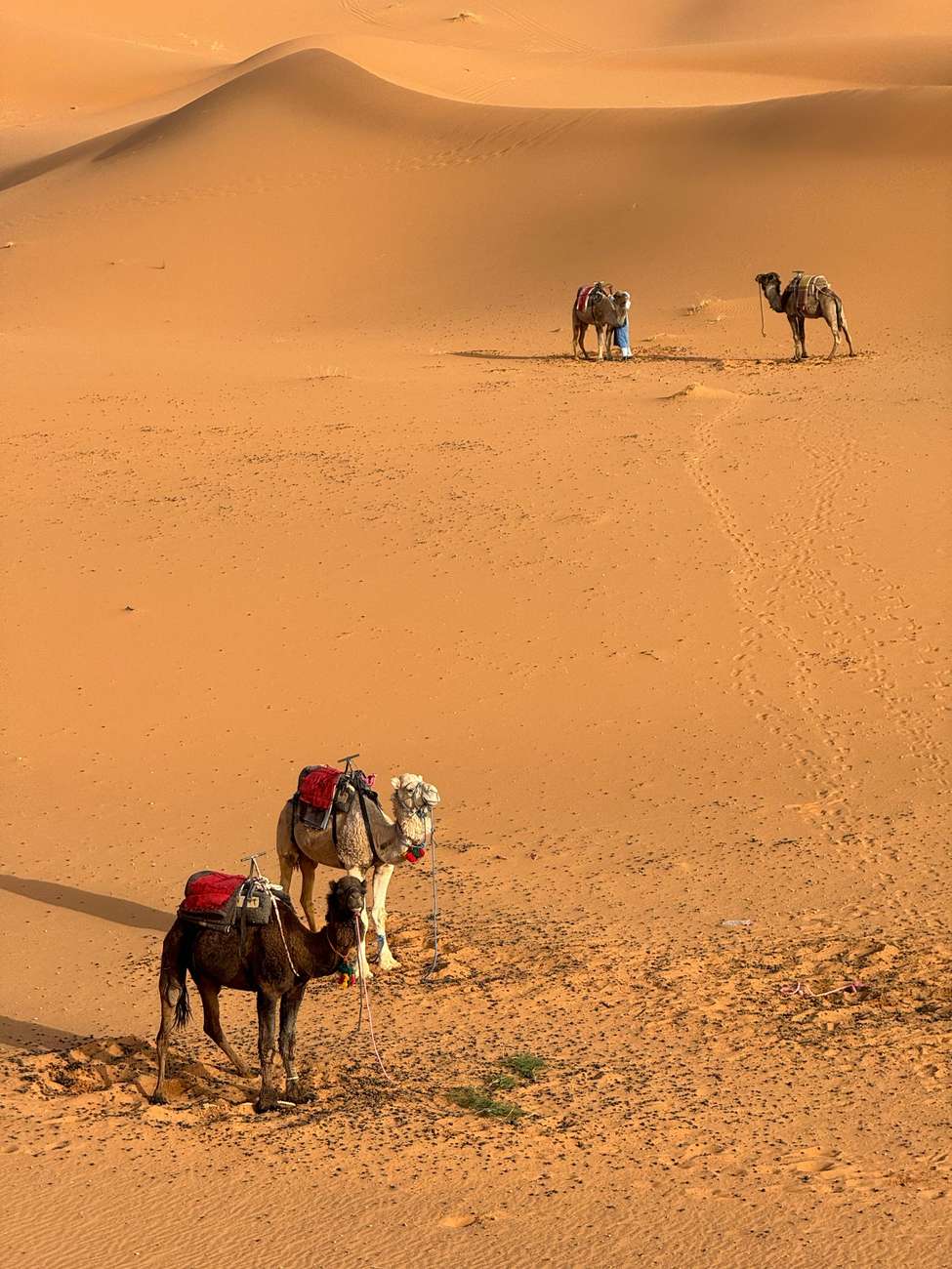 Majestic Desert: 3-Day Luxury Journey from Marrakech to Fes Hotels Booking Trips