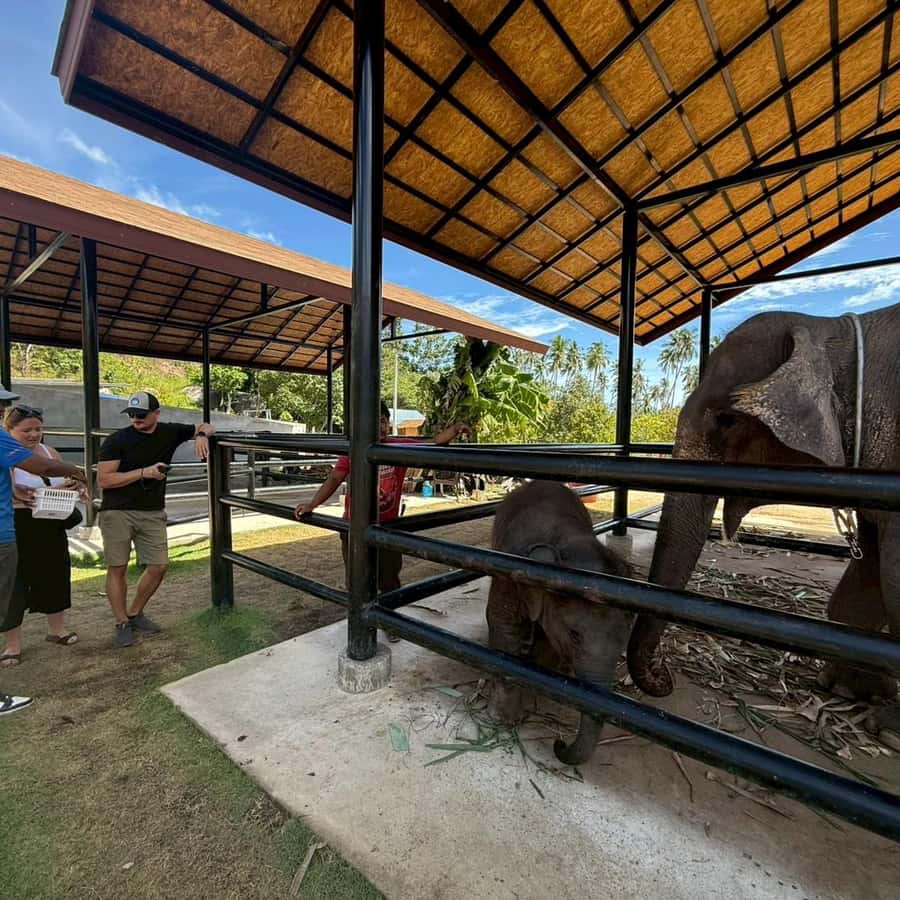 Koh Samui: Half-Day Island Highlights Tour with Hotel Pickup Hotels Booking Trips