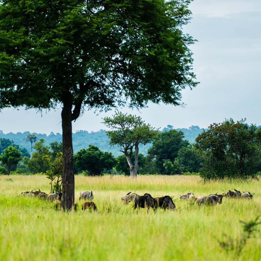 From Zanzibar: Mikumi Safari Day Trip with Flights and Lunch Hotels Booking Trips