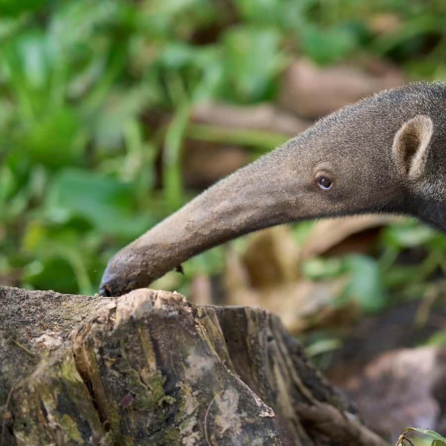 Iquitos: Amazon Adventure and Expedition 3-Day Tour Hotels Booking Trips