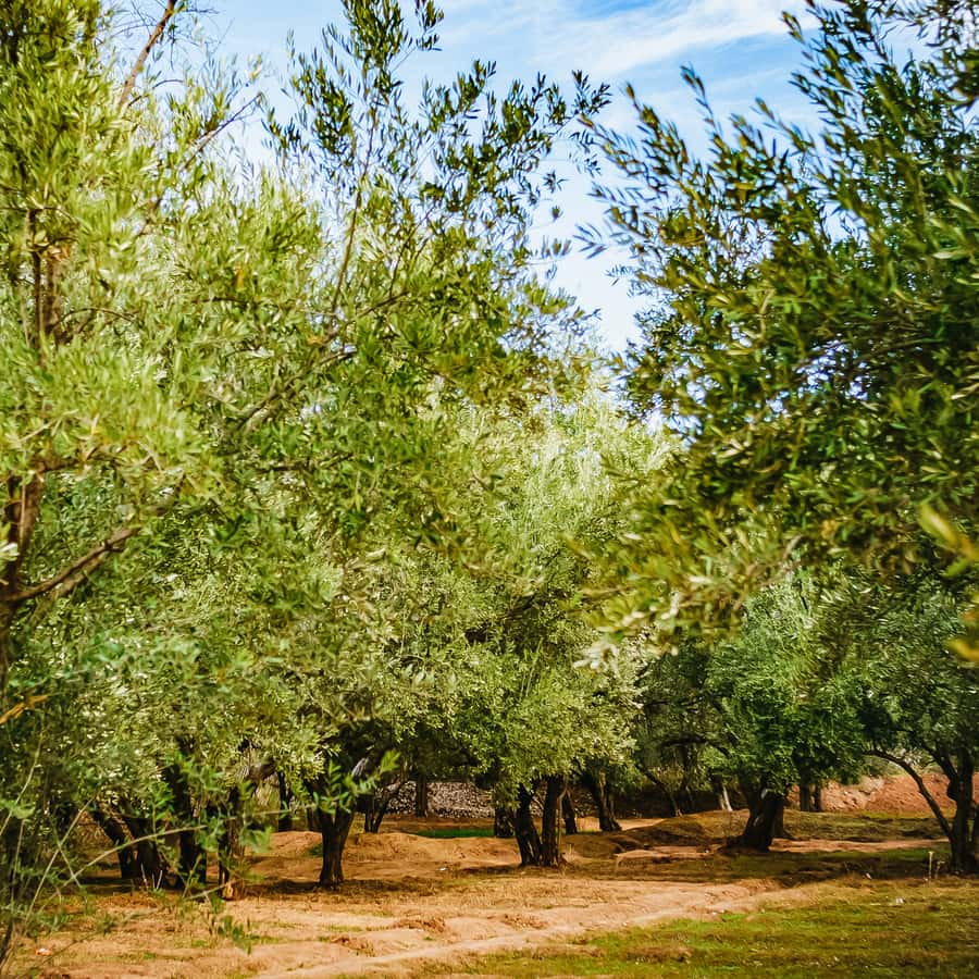 From Marrakech: Ouzoud Waterfalls Guided Hike and Boat Trip Hotels Booking Trips