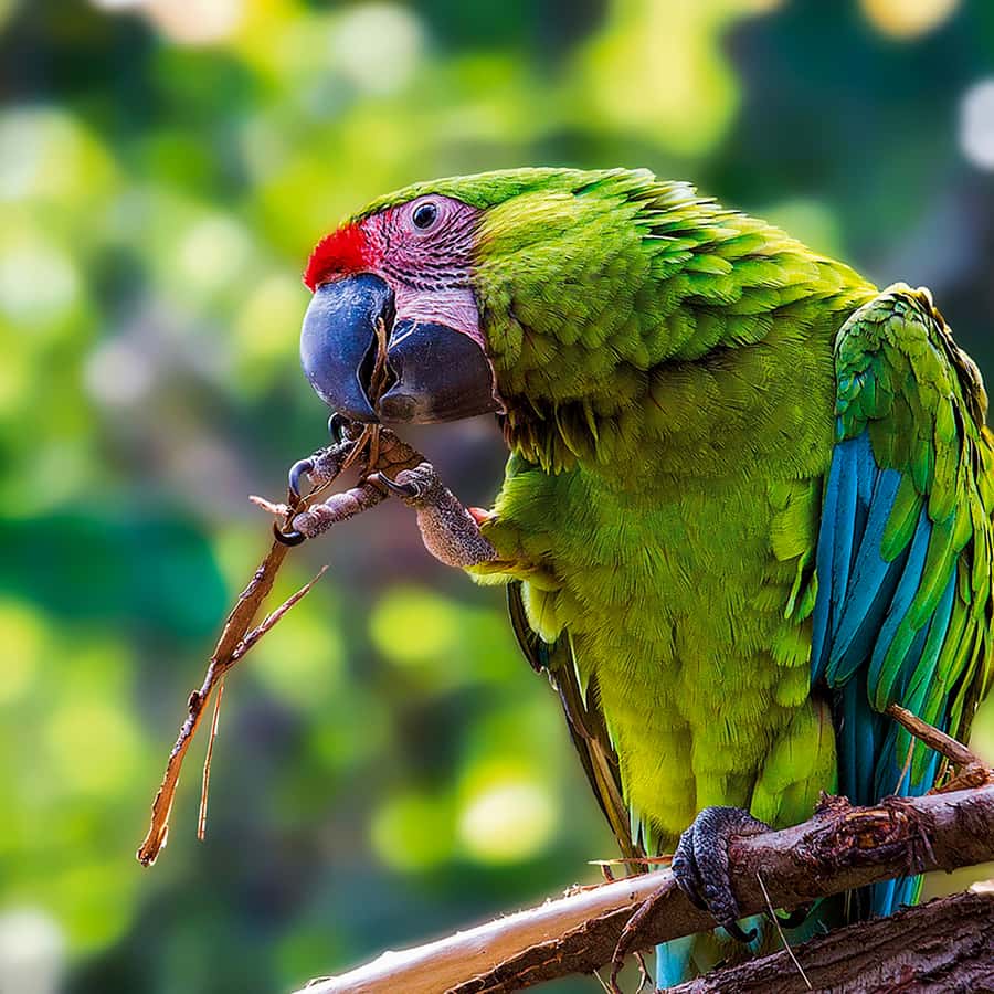 Tenerife: Loro Parque Entry Ticket Hotels Booking Trips