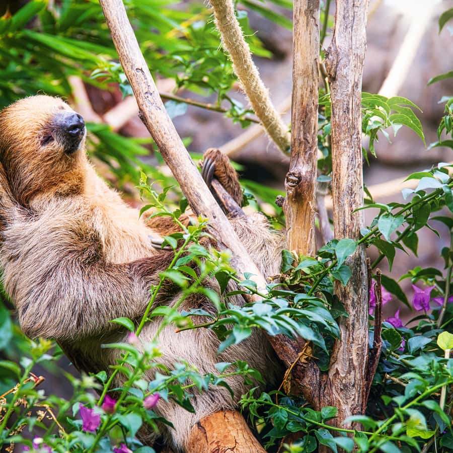 Tenerife: Loro Parque Entry Ticket Hotels Booking Trips