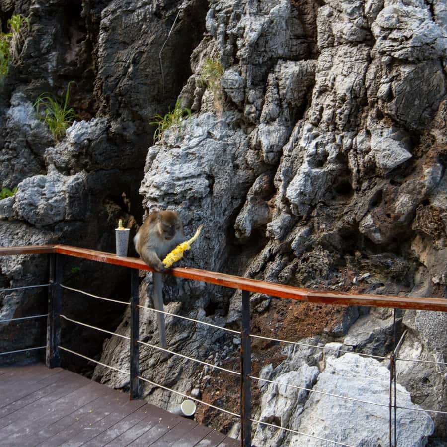 From Phi Phi Half Day Longtail Boat Tour with Snorkeling 