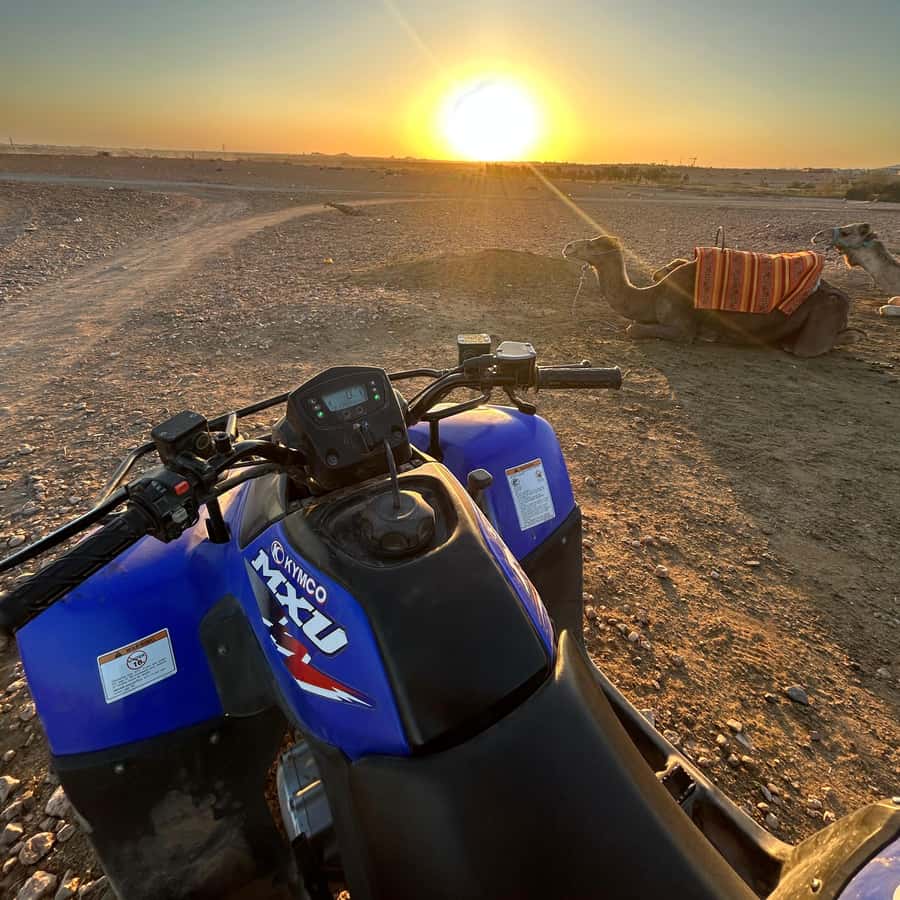 Marrakech: Quad Bike Tour to Palm Oasis and Jbilat Desert Hotels Booking Trips