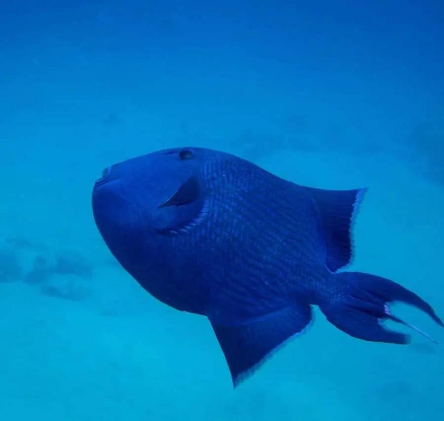 Hurghada: 3 Islands, Dolphins & Snorkel Yacht Trip w/ Lunch Hotels Booking Trips