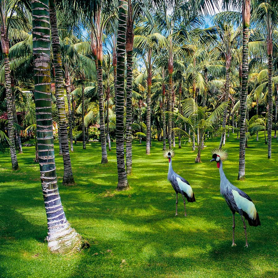 Tenerife: Loro Parque Entry Ticket Hotels Booking Trips