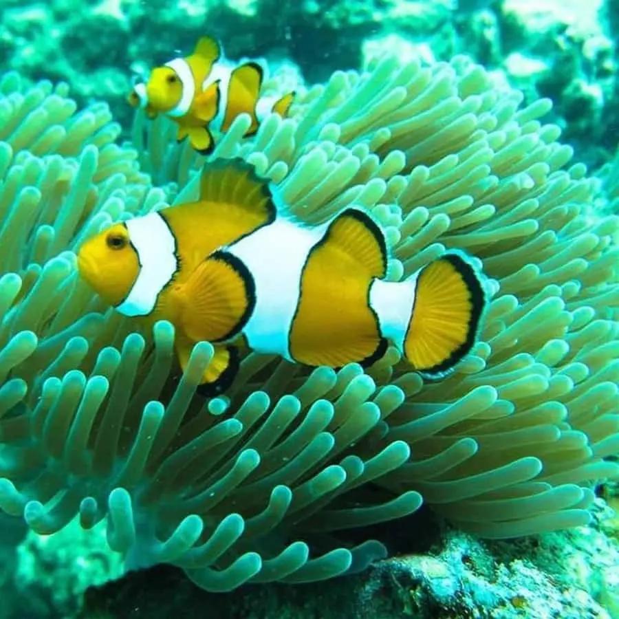 Phuket: 3 Khai Islands Snorkeling and Relaxation Tour Hotels Booking Trips