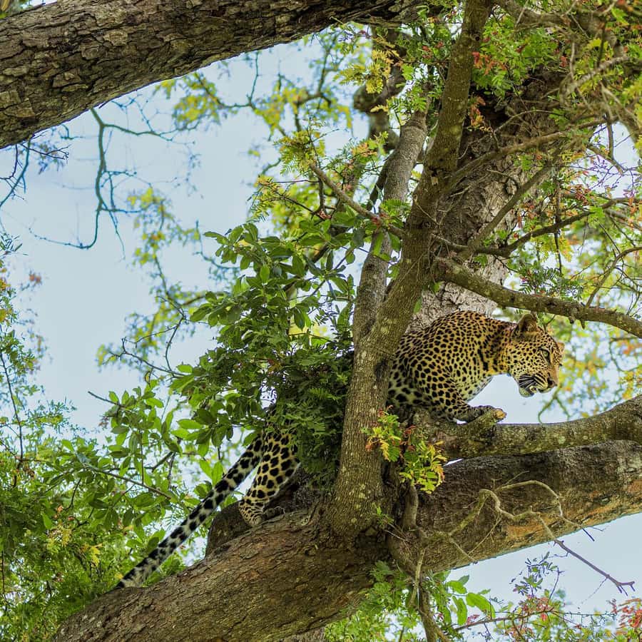 From Zanzibar: Mikumi Safari Day Trip with Flights and Lunch Hotels Booking Trips