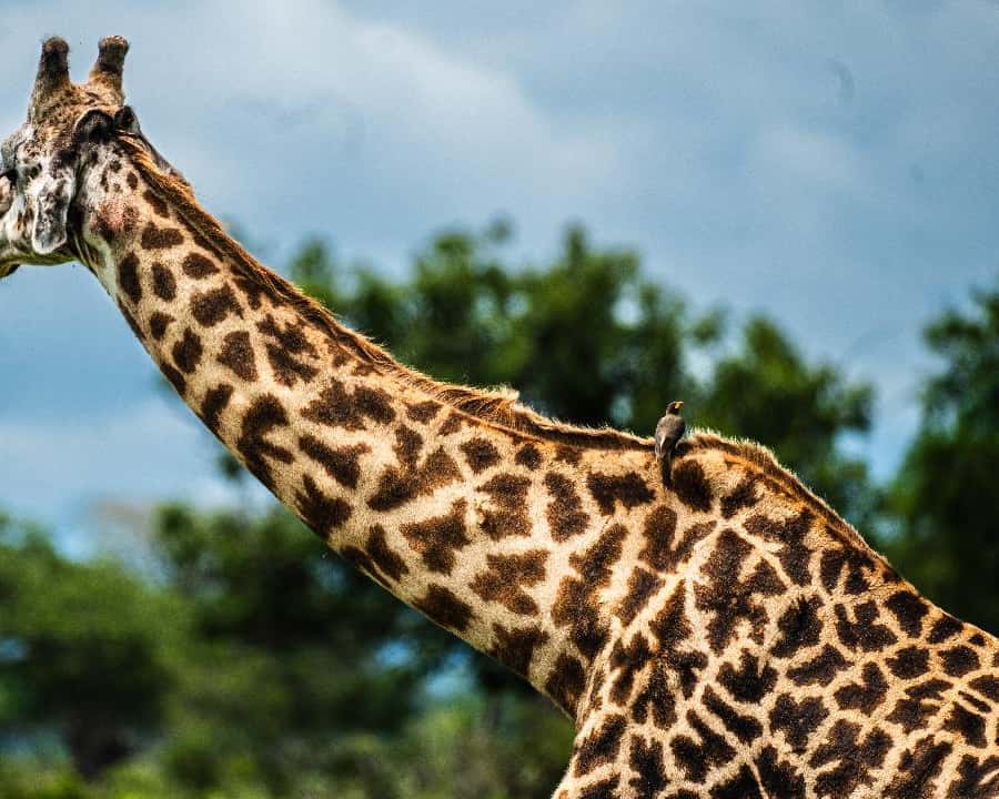 From Zanzibar: Mikumi Safari Day Trip with Flights and Lunch Hotels Booking Trips