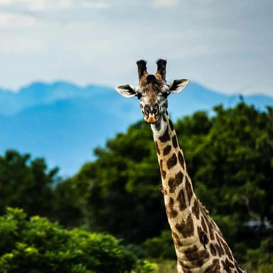 From Zanzibar: Mikumi Safari Day Trip with Flights and Lunch Hotels Booking Trips