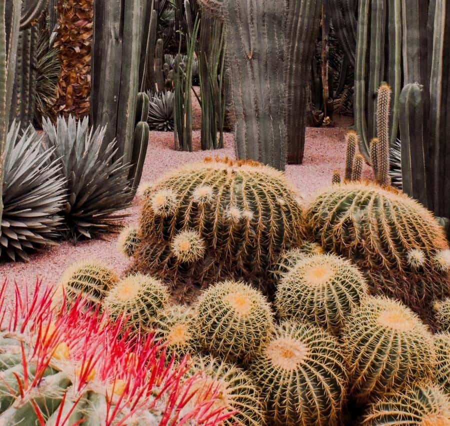 Marrakesh: Majorelle Garden Entry Tickets Hotels Booking Trips