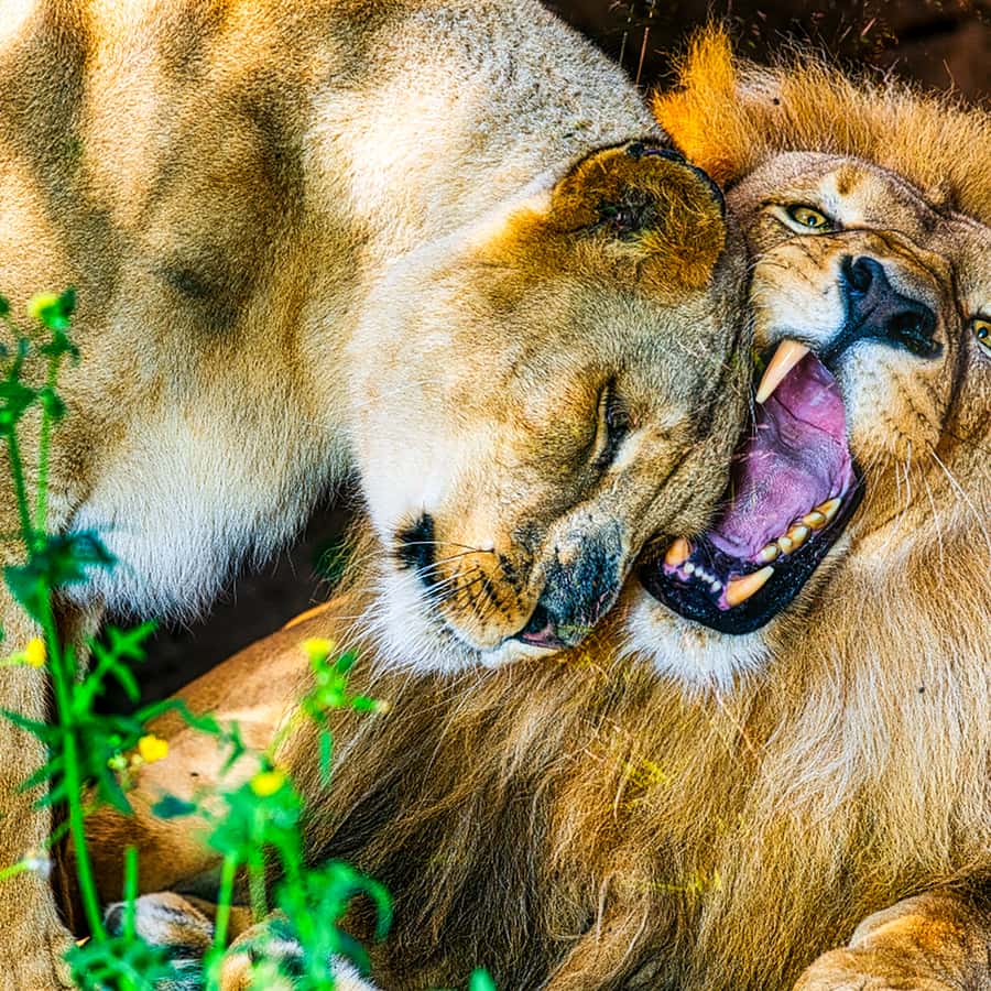 Tenerife: Loro Parque Entry Ticket Hotels Booking Trips