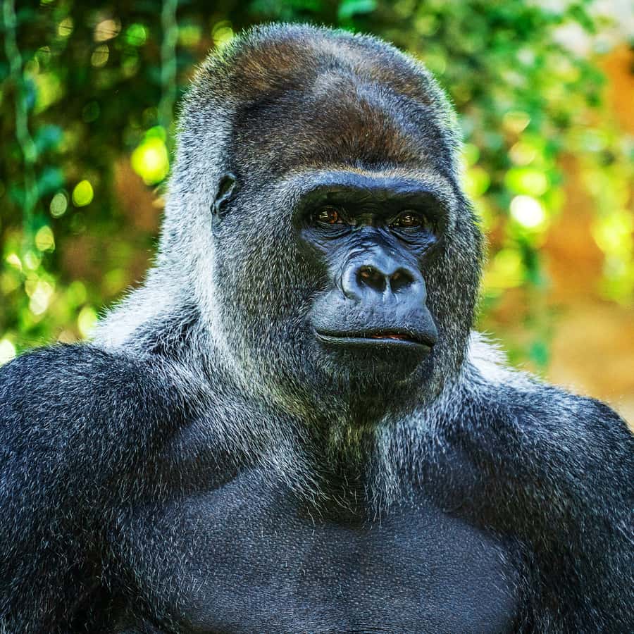 Tenerife: Loro Parque Entry Ticket Hotels Booking Trips