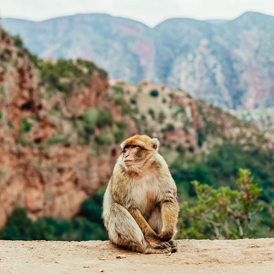From Marrakech: Ouzoud Waterfalls Guided Hike and Boat Trip Hotels Booking Trips