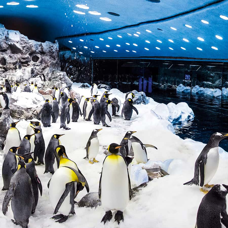 Tenerife: Loro Parque Entry Ticket Hotels Booking Trips